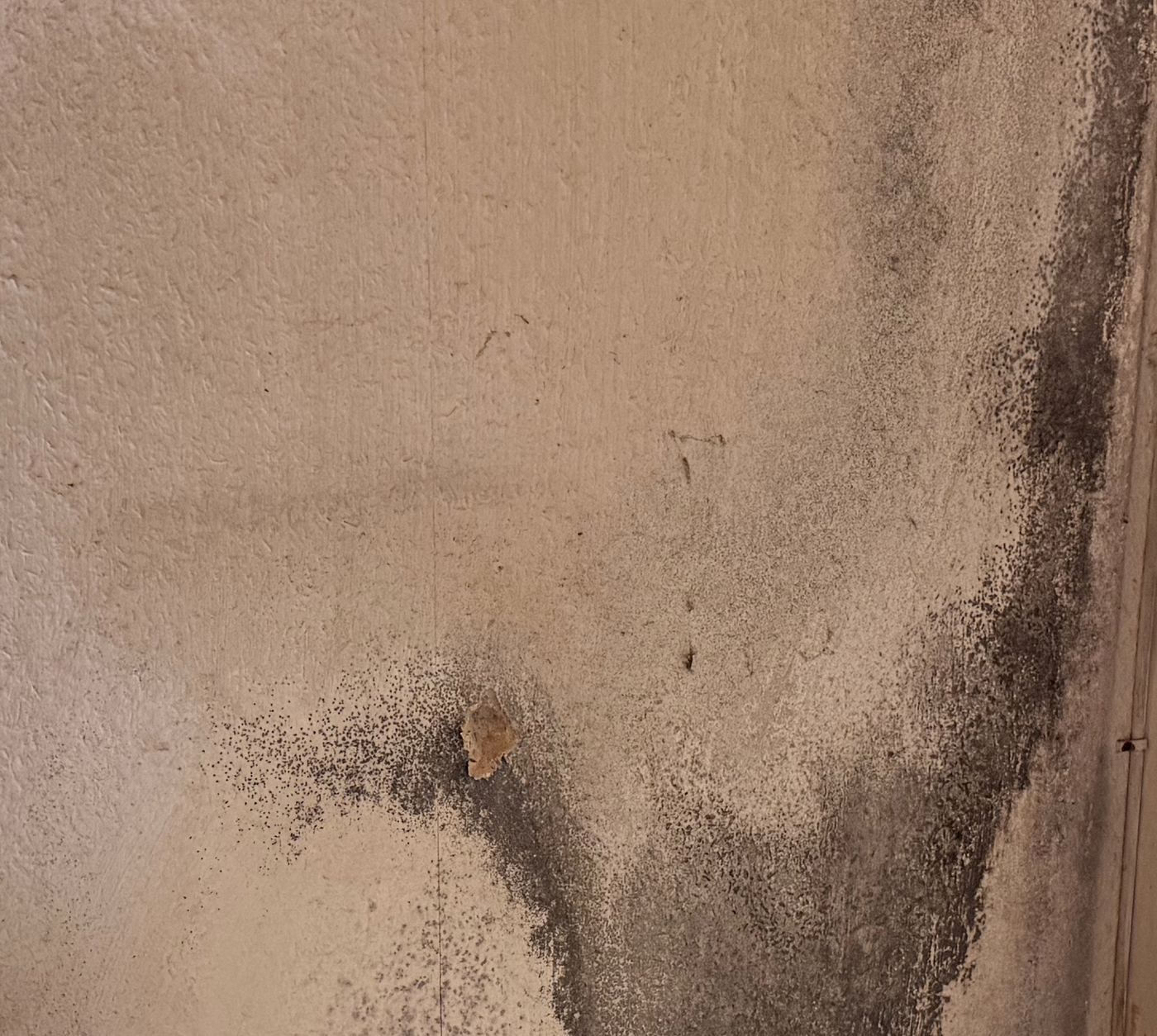 Schimmelbefall an einer Innenwand, Detail