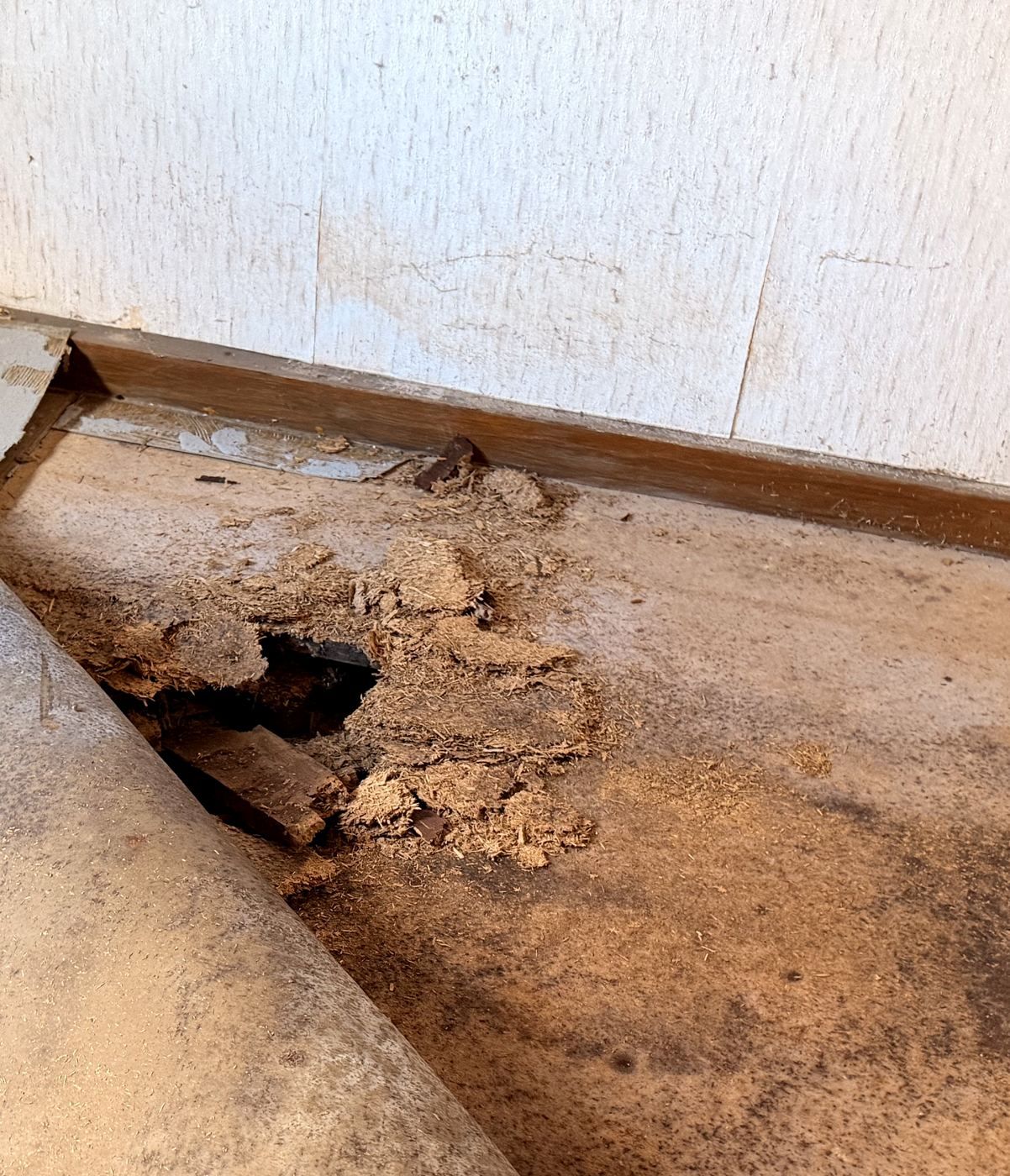 Zerstörter Holzboden mit Verdacht auf Echten Hausschwamm, Detail